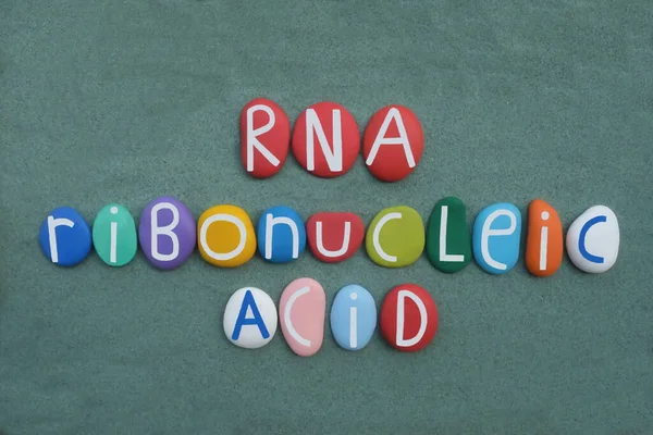 Rna 核糖核酸 一种对基因的编码 调节和表达具有各种生物学作用的聚合物分子 绿色沙滩上用手工制作的彩色石字拼凑而成的独特标志 图库照片