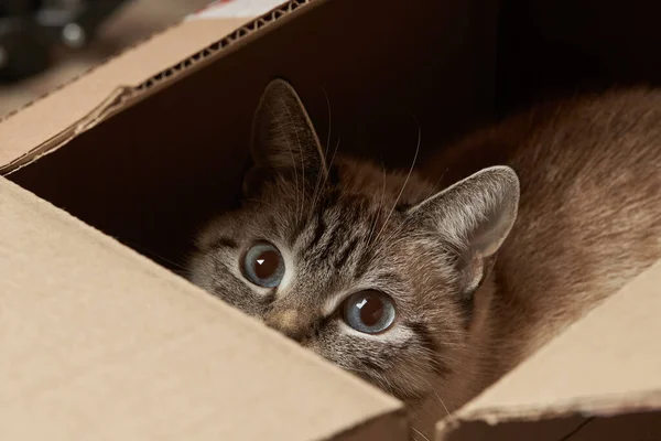 Chat domestique tabby se cachant à la boîte en papier. animal domestique ludique — Photo