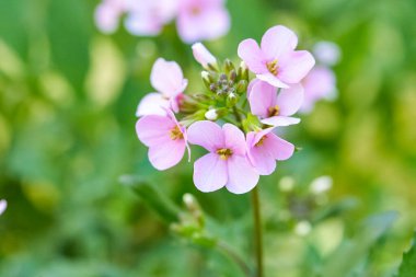 Güzel açan bahar çiçekleri. Bahar mevsimi konsepti