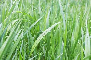 Damlacıklı yeşil ıslak çim tarlası. doğa arkaplanı
