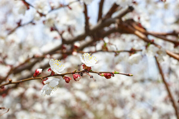 вишня в цвету. весна и романтика