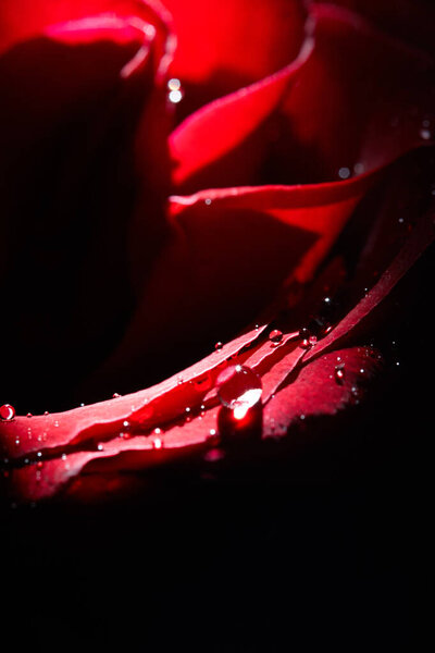 Red rose flower with droplets on it. love and romance concept. copy space for design and decoration. flower on black background.
