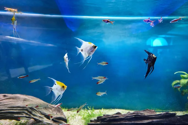 Aquarium tank with different freshwater fish pets. neon tetra, angelfish and anothers — Stock Photo, Image