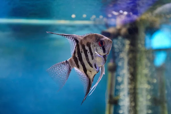 Pterophyllum angelfish on blue water background. aquarium pets — Stock Photo, Image