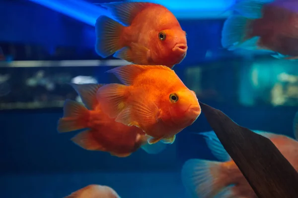 Red blood parrot fishes at aquarium water tank. freshwater fish pets — Stock Photo, Image