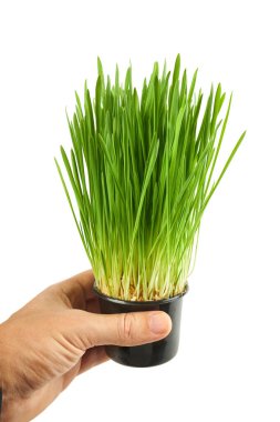 Beyaz arka planda izole edilmiş taze buğday çimenleri. Arınma ilacı ve sağlık hizmetleri için buğday çimeni. Yeşil buğday filizleri kapanıyor. Evcil hayvanlar için yemek