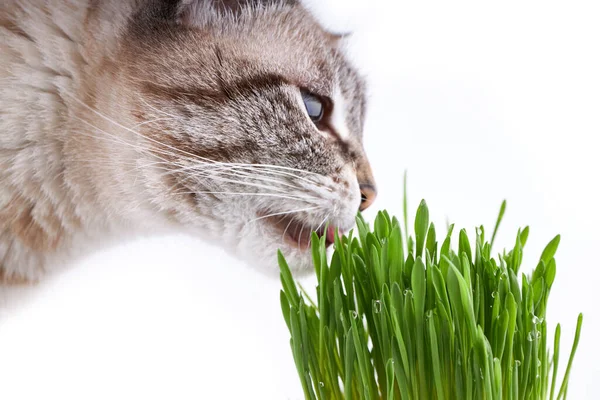 宠物草或猫草。家猫在白色背景下吃绿草 — 图库照片