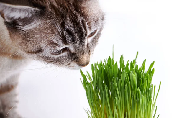 宠物草或猫草。家猫在白色背景下吃绿草 — 图库照片