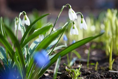 bahar konsepti. Bahçedeki ilk bahar çiçekleri.