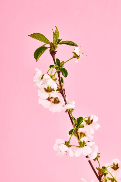 Krása jarní květiny na větvi nad růžovým pozadím. šablona romantiky — Stock fotografie