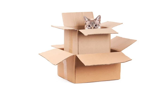 Gato doméstico tabby está sentado en una caja de cartón. Aislado sobre un fondo blanco. El concepto de correo, entrega y envío — Foto de Stock