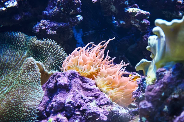 Onderwater koraalrif aquacultuur zeegezicht. achtergrond achtergrond — Stockfoto