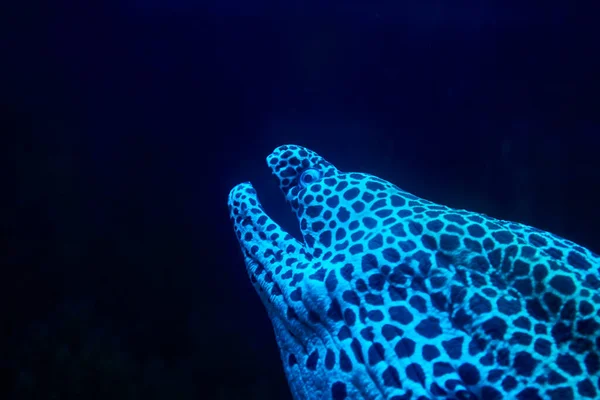 Portrait of a huge spotted muraena fish over dark blue background — Stock Photo, Image