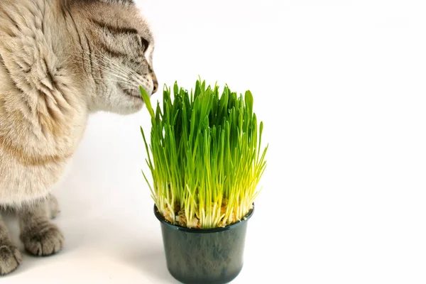 Hierba para mascotas o hierba para gatos. gato doméstico comer hierba verde sobre fondo blanco con espacio de copia — Foto de Stock