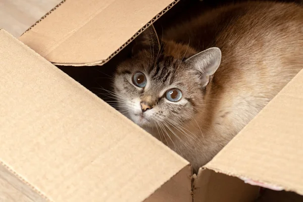 Domestic tabby cat hiding at paper box. domestic pet — Stock Photo, Image