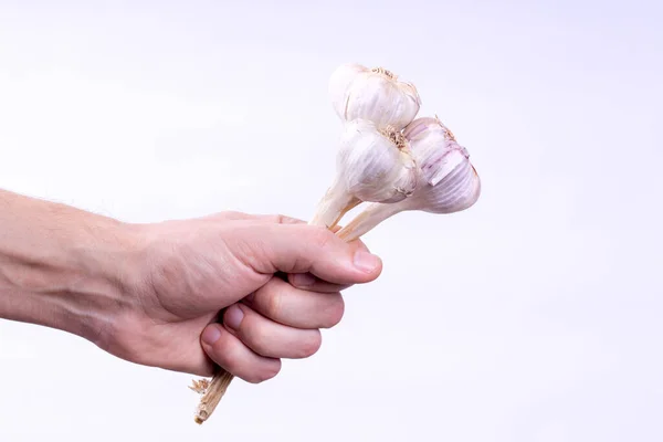 Σκόρδο μπουκέτο σε mens χέρι σε λευκό φόντο. προστασία από βρικόλακες και κακά πνεύματα — Φωτογραφία Αρχείου