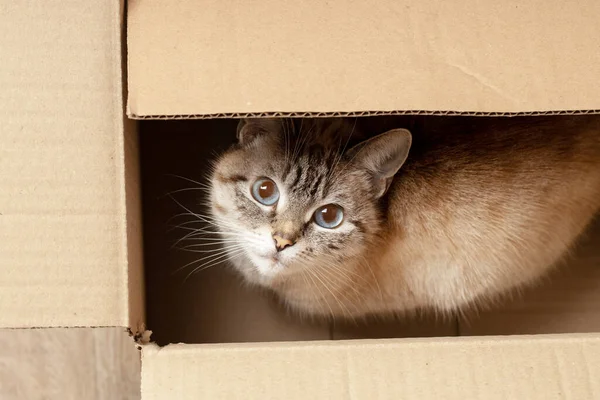 Egy cuki, bolyhos kiscica, aki a dobozban bujkál. felülnézet — Stock Fotó