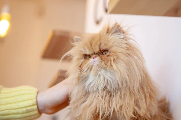 Gatto persiano soffice domestico. adorabile animale domestico mammifero — Foto Stock