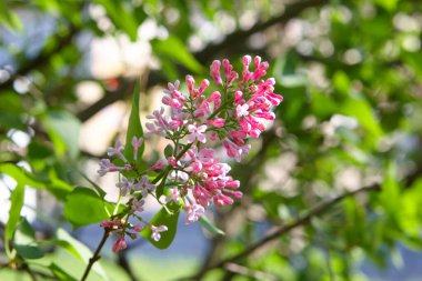 İlkbahar gününde parlayan güzel leylak çalısı. Seçici odaklanma. Bahar mevsimi. tasarım ve dekorasyon için