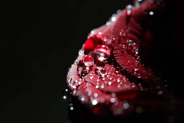 Κόκκινο τριαντάφυλλο λουλούδι με σταγονίδια σε αυτό. αγάπη και ρομαντισμό έννοια. χώρος αντιγραφής για σχεδιασμό και διακόσμηση. λουλούδι σε μαύρο φόντο — Φωτογραφία Αρχείου