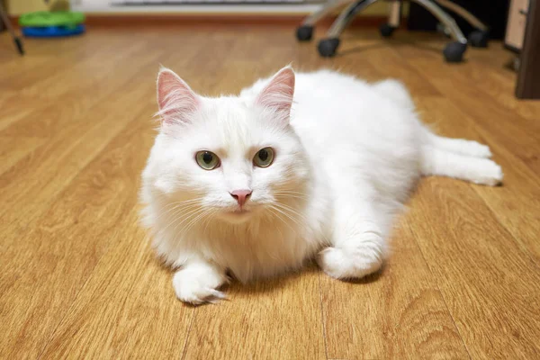 Adorabile domestico bianco baffo gatto si trova sul pavimento e guardare in macchina fotografica. vita degli animali domestici — Foto Stock