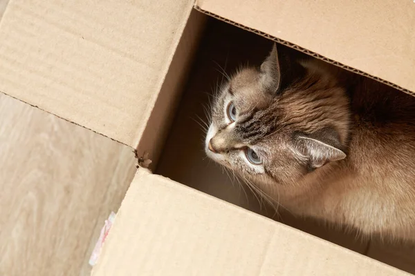 Egy aranyos bolyhos házi cica bujkál a dobozban — Stock Fotó