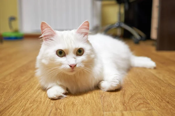 Schattige binnenlandse witte snorharen kat ligt op de vloer en kijk in de camera. het leven van huisdieren — Stockfoto