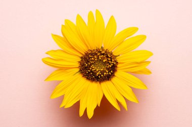 Pembe mercan zemin üzerinde yukarıdan taze bir ayçiçeği manzarası