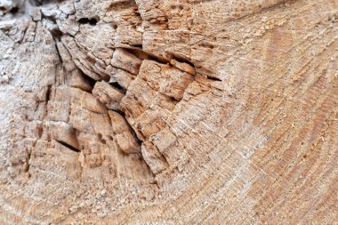 Ağaç dokusunu kes. grunge ahşap arka plan