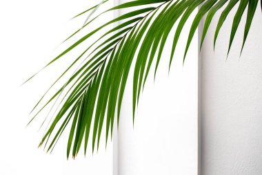 Beyaz arka planda yeşil ev bitkisi yaprağı. soyut tropik arkaplan