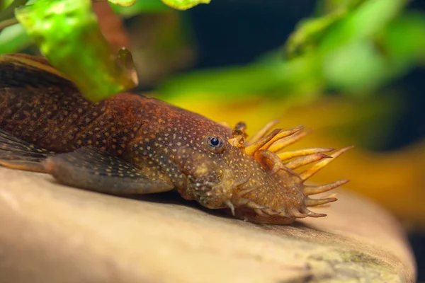 Kocaman bir yayın balığı balığı. Büyük tropikal tatlı su balığı akvaryumu temizliyor. Ancistrus dolichopterus