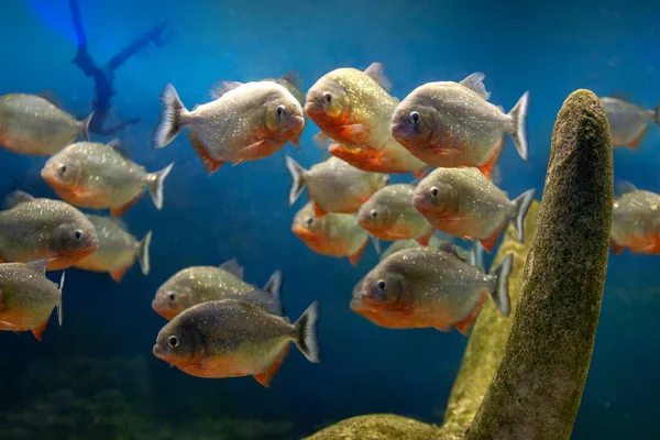 Gruppe von roten Piranha-Fischen in Unterwassersteinen bei blauem Gradienten Hintergrund. Wildtiere. Gefahr und aggressive Amazonenfische lizenzfreie Stockbilder