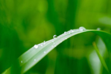 Yeşil çimlere çiy düşer. Yağmur mevsimi konsepti. soyut doğa arkaplanı