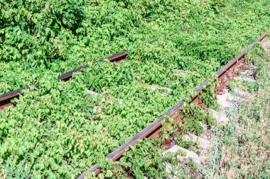 Etrafında bitkiler ve yeşil ağaçlar olan terk edilmiş raylar. terk edilmiş kavram
