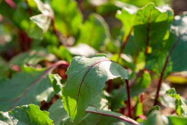 Bahçede pancar yetiştiriyor. seçici odak