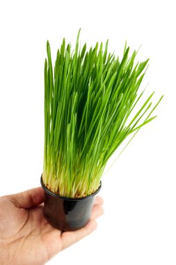 Beyaz arka planda izole edilmiş taze buğday çimenleri. Arınma ilacı ve sağlık hizmetleri için buğday çimeni. Yeşil buğday filizleri kapanıyor..