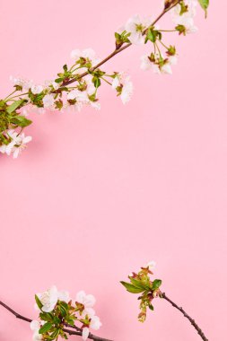 Pembe arka planda bir dalda güzel bahar çiçekleri. Aşk şablonu. canlı renkler