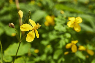 Çiçekli tıbbi bitkiler. Chelidonyum. Sağlık bitkileri konsepti