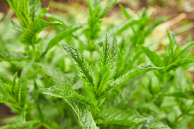 Bahçedeki nane yaprakları için manzarayı kapat