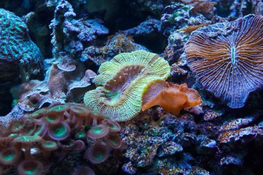 Su altı resifi deniz manzarası. Arkaplan. aqua hayatı