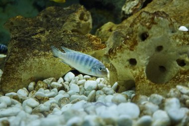 Pseudotropheus zebra cichlid akvaryum balığı. su yaşamı