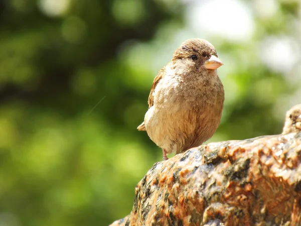 Sparrow — Stock Photo, Image