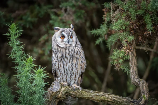 An alert long eared owl is perched on a branch looking slightly up to the right with large wide open orange eyes and it is surrounded by gorse