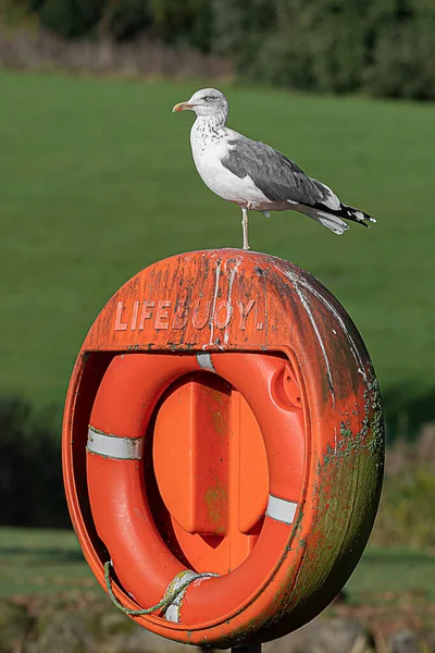 นกนางนวลท นอย บนขาข างหน งอย บนยอดของ Lifebuoy กปกคล วยหยดและสาหร ายส — ภาพถ่ายสต็อก