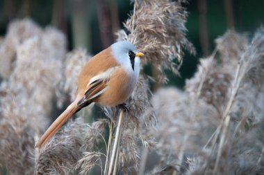 A close up full body photograph of a bearded tit, or more appropriately called a bearded reeling, Panarus biarmicus.