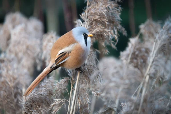 Close Full Body Photograph Bearded Tit More Appropriate Called Bearded — стоковое фото