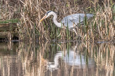 Gri bir balıkçıl, Ardea cinerea, sazlıklarda balıklara sinsice yaklaşırken hareketsiz duruyor. Suya yansıyor.