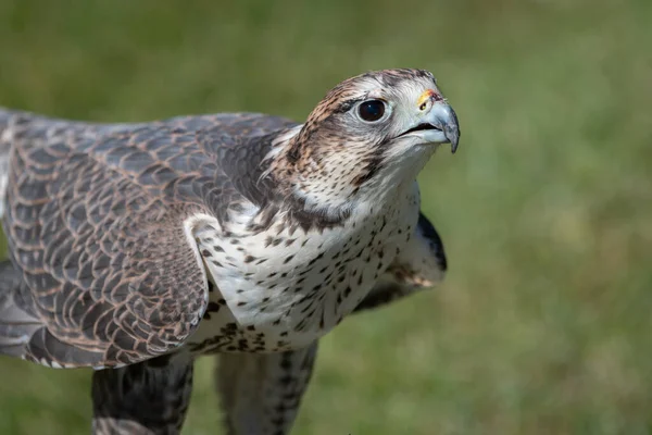 Close Retrato Falcão Saker Como Ele Está Grama Aponta Sua — Fotografia de Stock