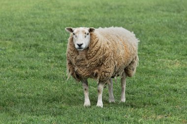Otların üzerinde bir tarlada duran yetişkin bir koyun. Uzun yün bir paltosu var ve doğrudan ileriye bakıyor.