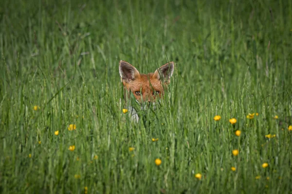 Una Giovane Volpe Sdraiata Sull Erba Con Orecchie Gli Occhi — Foto Stock